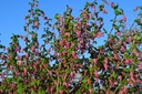 Ribes sanguineum 'King Edward IIV' - La Pépinière d'Agnens