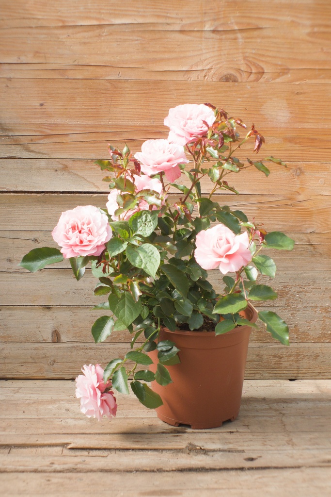 Rosa arbustif 'Botticelli' - La Pépinière d'Agnens
