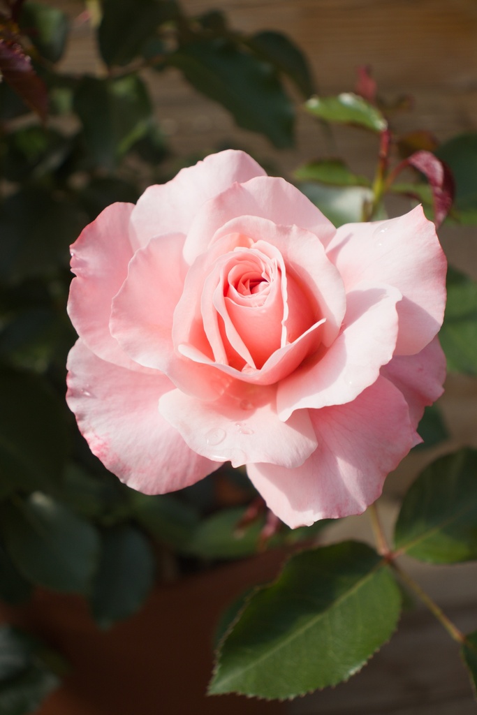 Rosa arbustif 'Botticelli' - La Pépinière d'Agnens