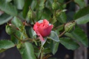 Rosa arbustif 'Botticelli' - La Pépinière d'Agnens