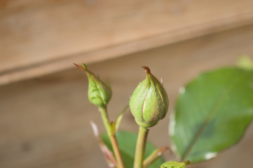 Rosa arbustif 'Botticelli' - La Pépinière d'Agnens