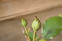 Rosa arbustif 'Botticelli' - La Pépinière d'Agnens