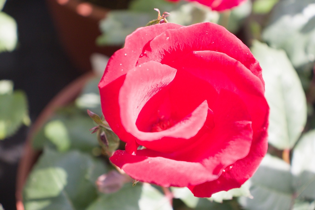 Rosa arbustif 'Holstein' - La Pépinière d'Agnens