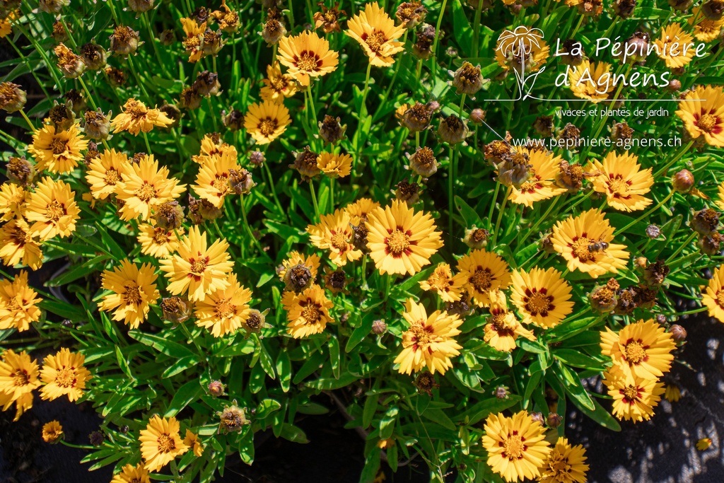 Coreopsis grandiflora 'Sunfire'- La pépinière d'Agnens