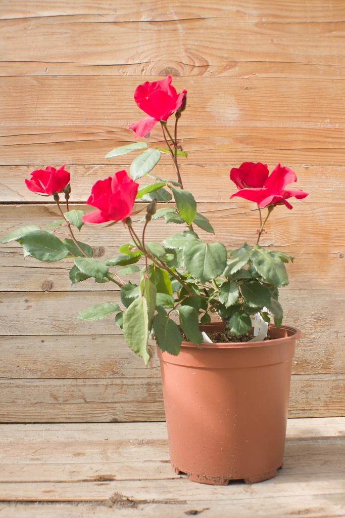 Rosa arbustif 'Holstein' - La Pépinière d'Agnens