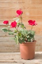 Rosa arbustif 'Holstein' - La Pépinière d'Agnens