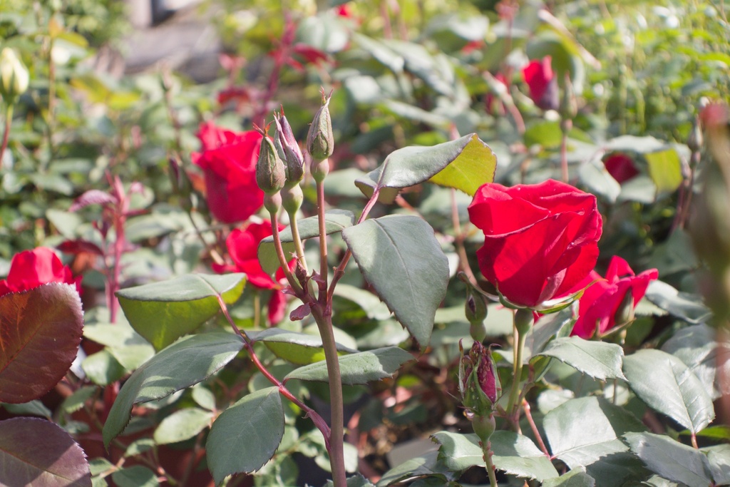 Rosa arbustif 'Holstein' - La Pépinière d'Agnens
