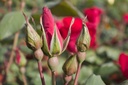 Rosa arbustif 'Holstein' - La Pépinière d'Agnens