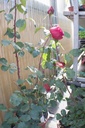 Rosa arbustif 'Jubilé Papa Meilland' - La Pépinière d'Agnens