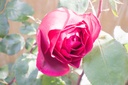 Rosa arbustif 'Jubilé Papa Meilland' - La Pépinière d'Agnens
