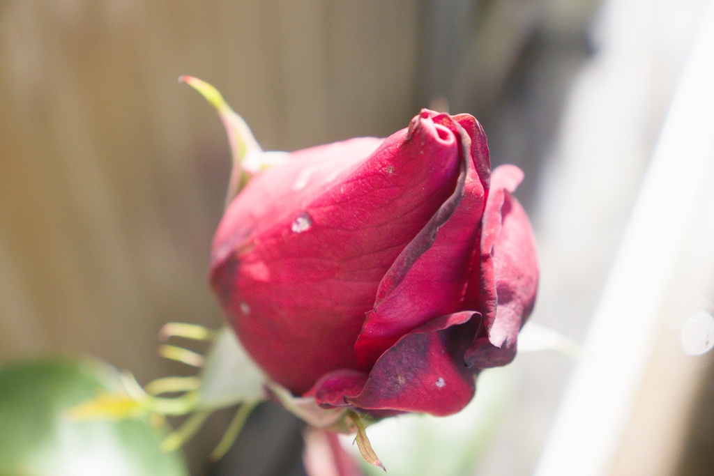 Rosa arbustif 'Jubilé Papa Meilland' - La Pépinière d'Agnens