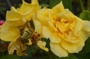 Rosa arbustif 'Landora' - La Pépinière d'Agnens