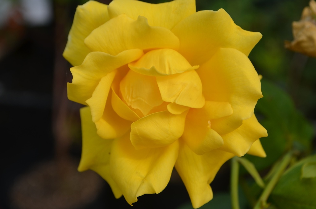 Rosa arbustif 'Landora' - La Pépinière d'Agnens