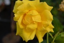 Rosa arbustif 'Landora' - La Pépinière d'Agnens