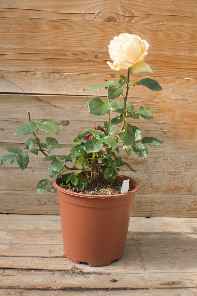 Rosa arbustif 'Landora' - La Pépinière d'Agnens