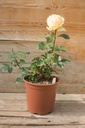 Rosa arbustif 'Landora' - La Pépinière d'Agnens