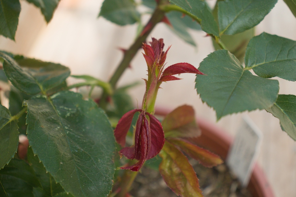 Rosa arbustif 'Landora' - La Pépinière d'Agnens