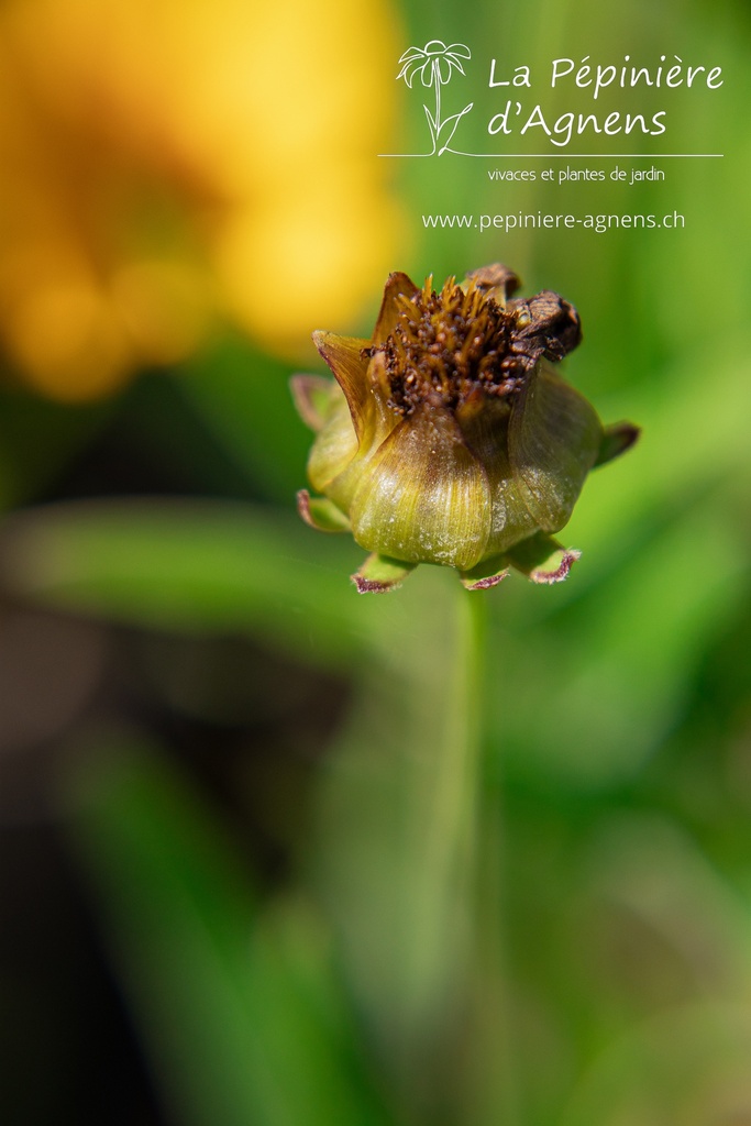 Coreopsis grandiflora 'Sunfire'- La pépinière d'Agnens