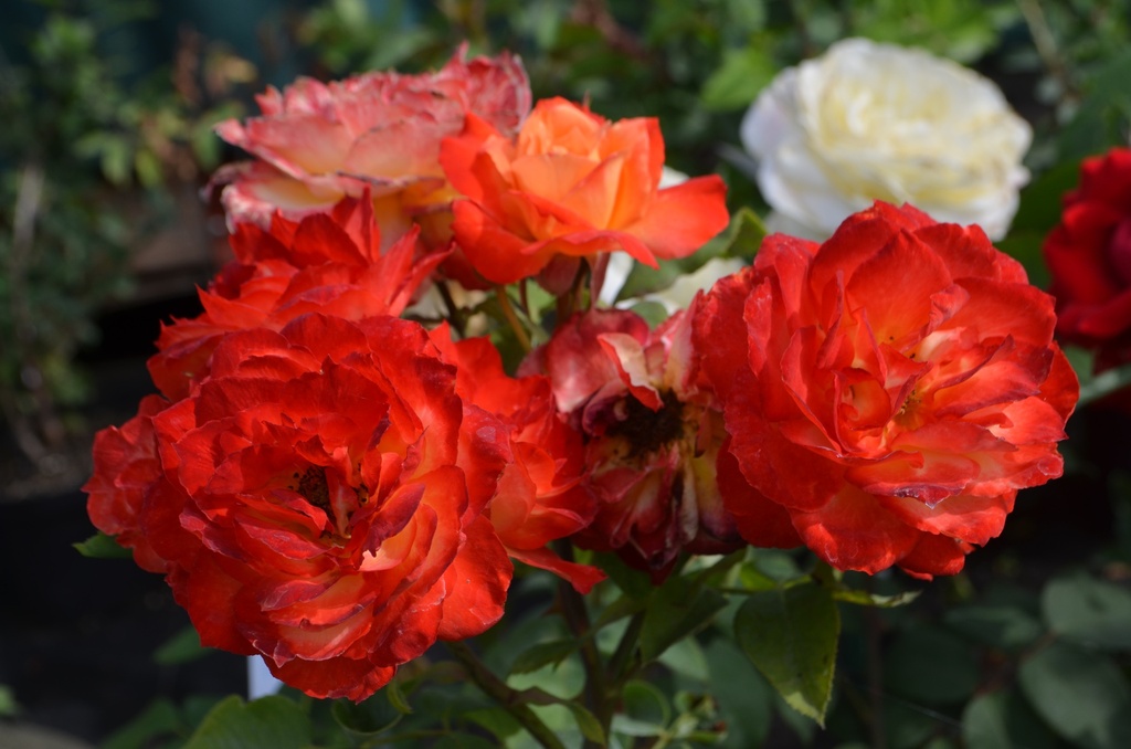 Rosa arbustif 'Pigalle' - La Pépinière d'Agnens