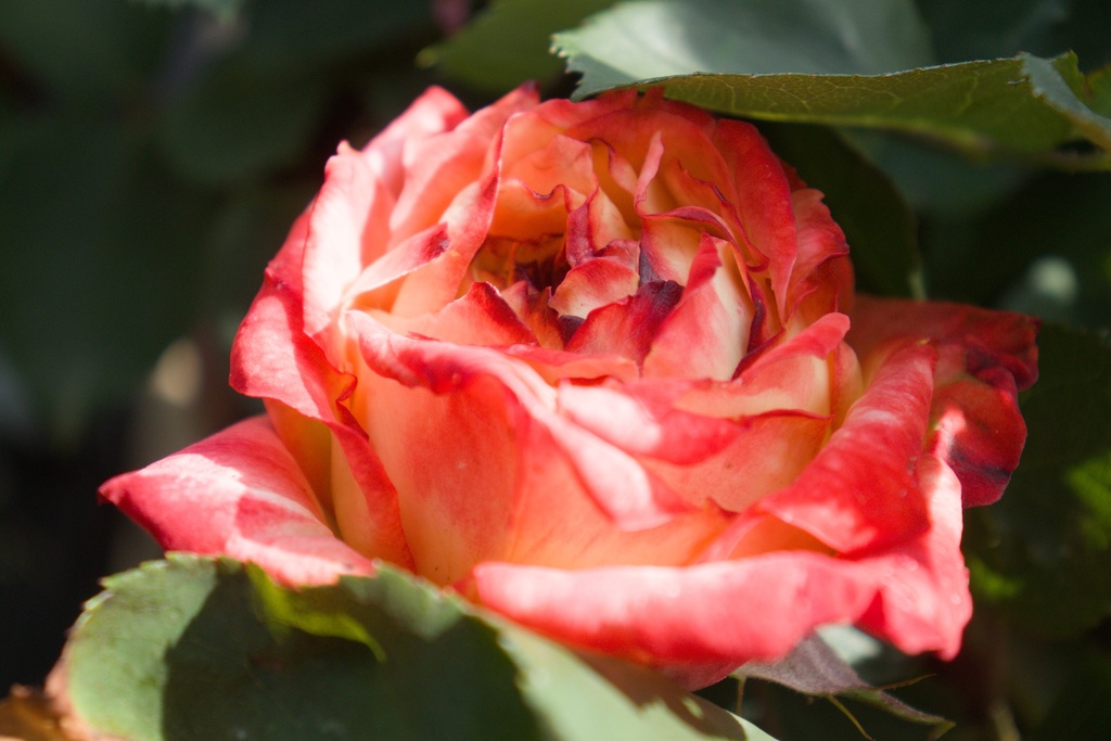 Rosa arbustif 'Pigalle' - La Pépinière d'Agnens
