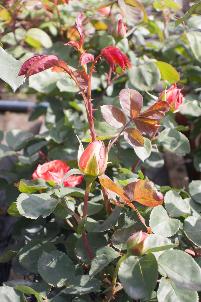 Rosa arbustif 'Pigalle' - La Pépinière d'Agnens