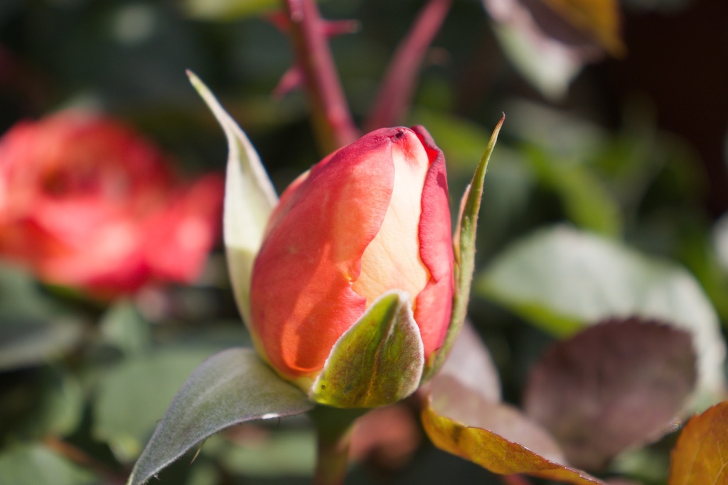 Rosa arbustif 'Pigalle' - La Pépinière d'Agnens