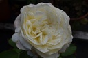 Rosa arbustif 'White Perfumella' - La Pépinière d'Agnens