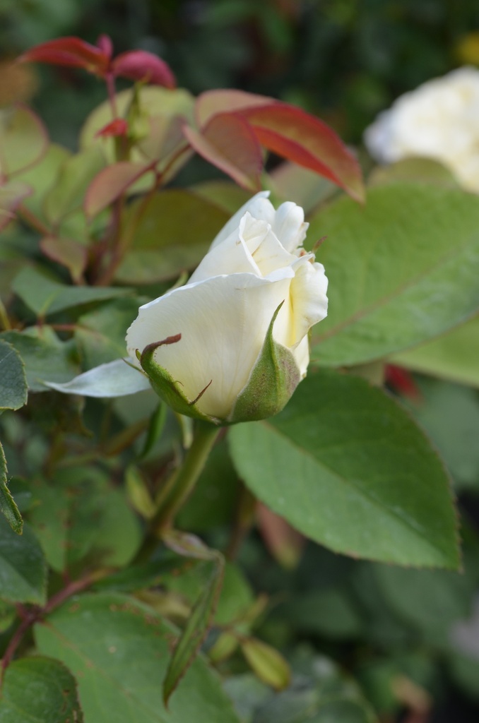 Rosa arbustif 'White Perfumella' - La Pépinière d'Agnens