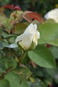 Rosa arbustif 'White Perfumella' - La Pépinière d'Agnens