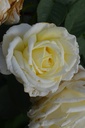 Rosa arbustif 'White Perfumella' - La Pépinière d'Agnens