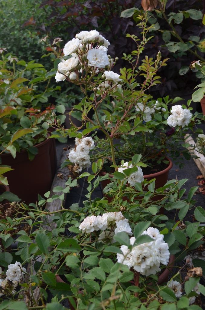 Rosa couvre-sol 'Alba Meidiland' - La Pépinière d'Agnens