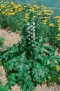 Acanthus mollis 'Rue Ledan' - La pépinière d'Agnens