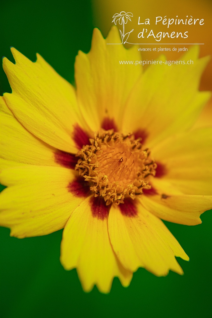 Coreopsis lanceolata 'Sterntaler'- La pépinière d'Agnens