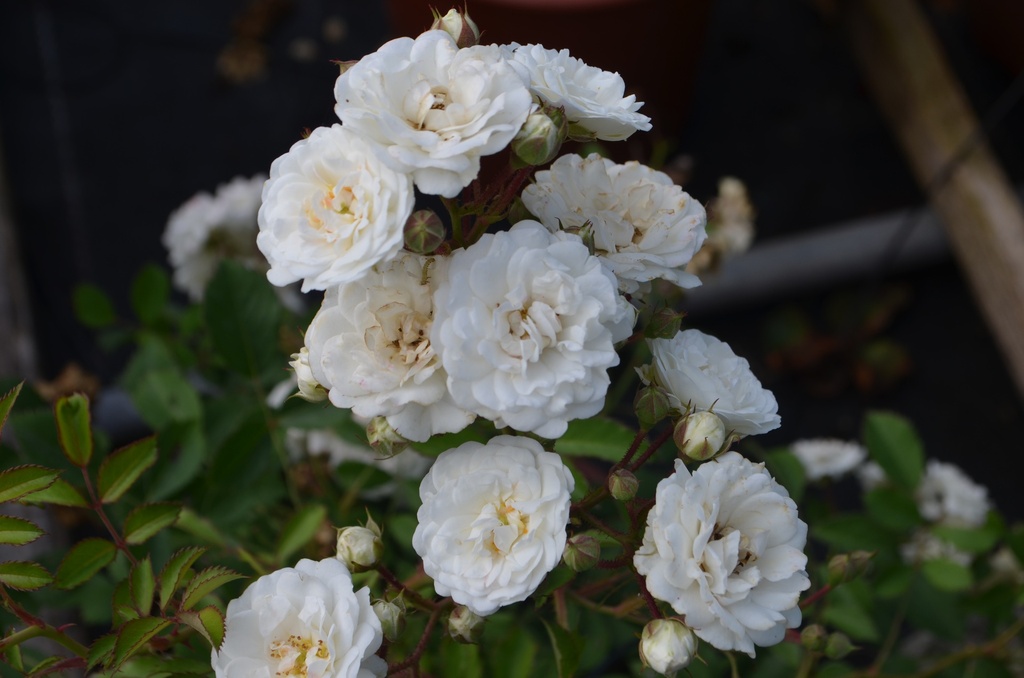 Rosa couvre-sol 'Alba Meidiland' - La Pépinière d'Agnens