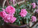 Rosa couvre-sol 'The Fairy' - La Pépinière d'Agnens