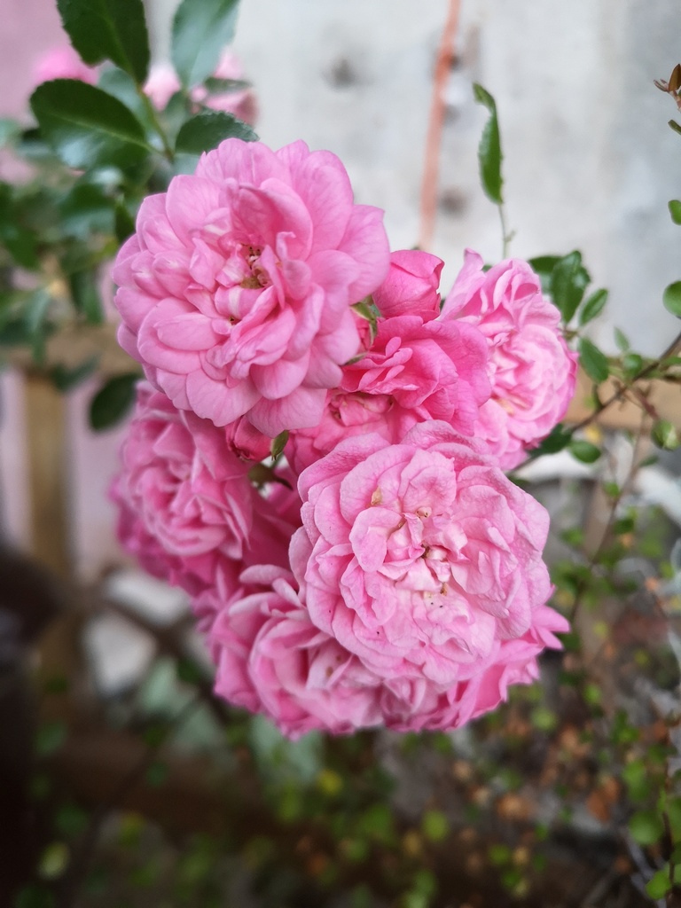 Rosa couvre-sol 'The Fairy' - La Pépinière d'Agnens
