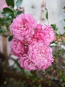 Rosa couvre-sol 'The Fairy' - La Pépinière d'Agnens