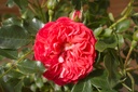 Rosa grimpant 'Carmen' - La Pépinière d'Agnens