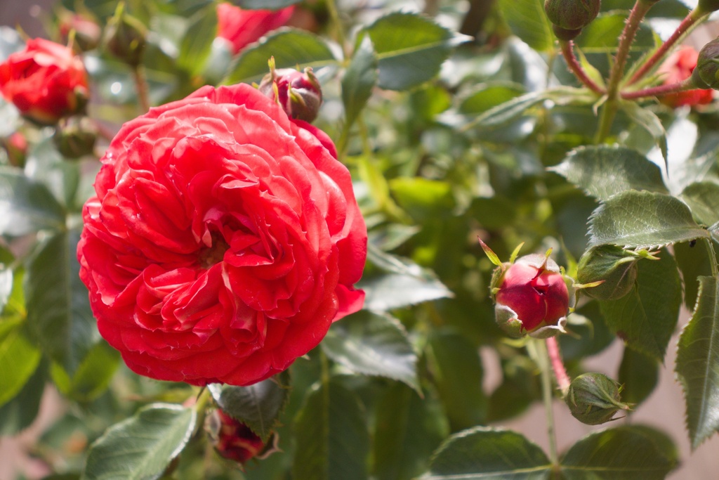 Rosa grimpant 'Carmen' - La Pépinière d'Agnens