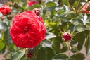 Rosa grimpant 'Carmen' - La Pépinière d'Agnens