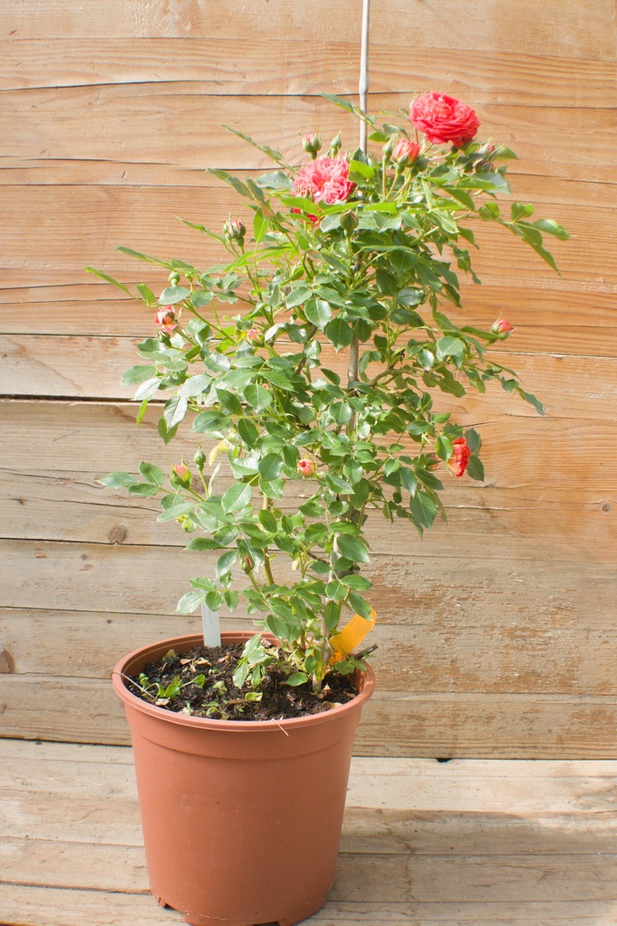 Rosa grimpant 'Carmen' - La Pépinière d'Agnens