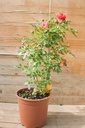 Rosa grimpant 'Carmen' - La Pépinière d'Agnens
