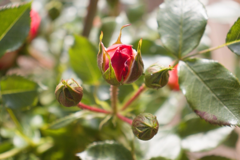 Rosa grimpant 'Carmen' - La Pépinière d'Agnens