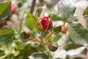 Rosa grimpant 'Carmen' - La Pépinière d'Agnens