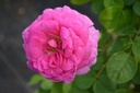 Rosa grimpant 'Ozeana' - La Pépinière d'Agnens