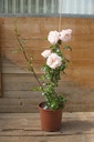 Rosa grimpant 'Penny Lane' - La Pépinière d'Agnens