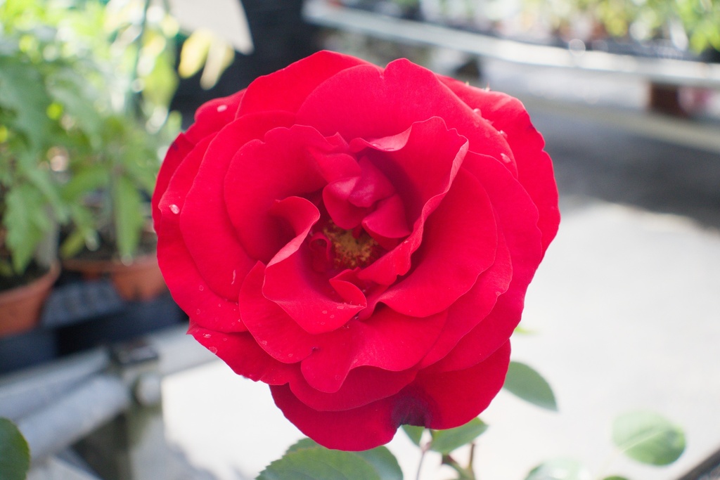Rosa grimpant 'Santana' - La Pépinière d'Agnens