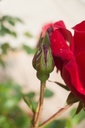 Rosa grimpant 'Santana' - La Pépinière d'Agnens