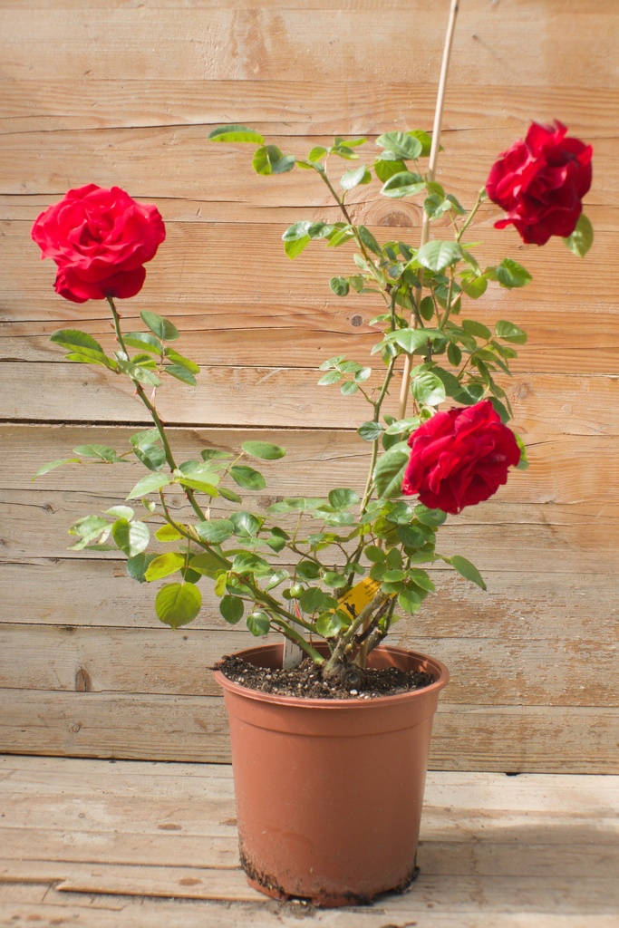 Rosa grimpant 'Santana' - La Pépinière d'Agnens