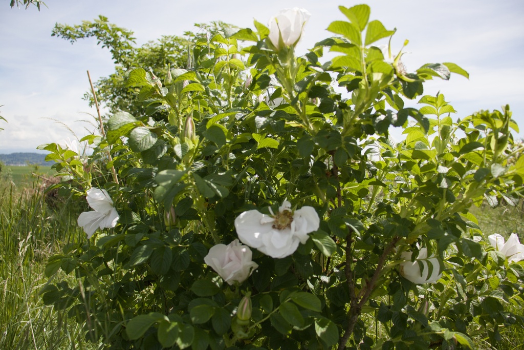 Rosa rugosa - La Pépinière d'Agnens